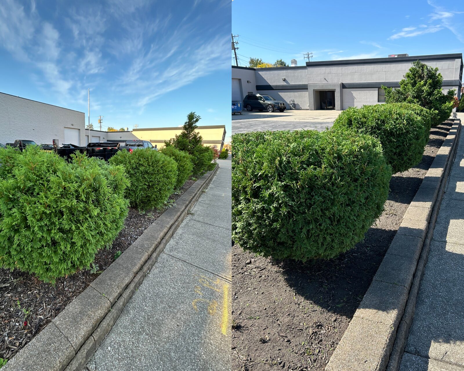 Before and after: shrub row trimmed into clean rounded hedges
