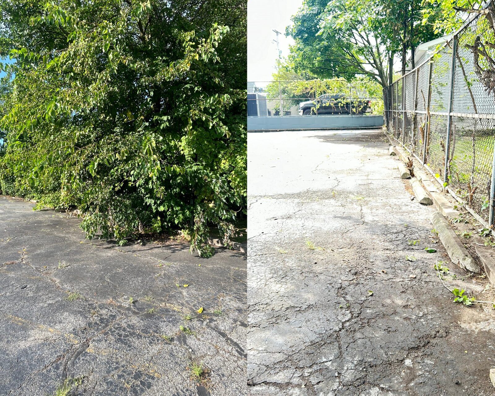 Before and after: driveway cleared of brush and tidied up