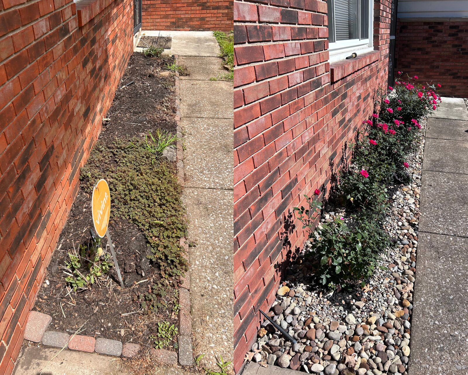 Before and after: strip along brick wall rebuilt into a river-rock bed with roses